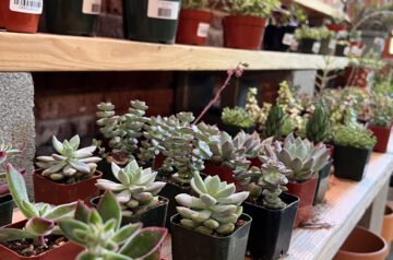 Vangs Plants And Succulents Hub Llc